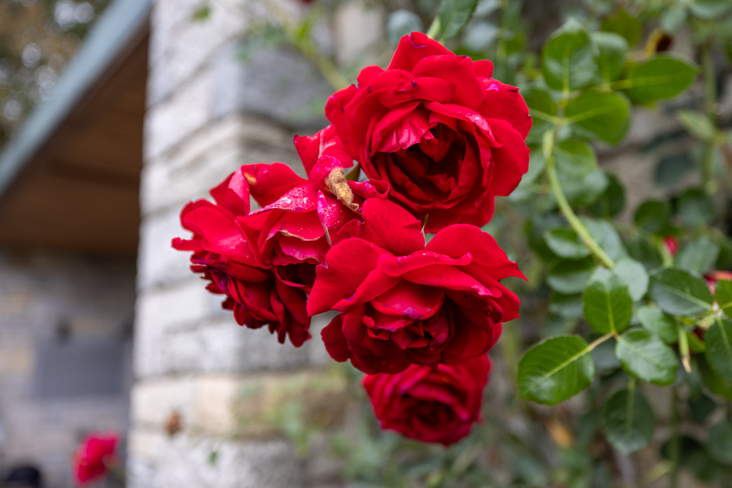 20231014113330 R5D 3958